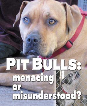 Pit Bulls: menacing or misunderstood?