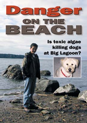 Danger on the Beach: Is toxic algae killing dogs at Big Lagoon?