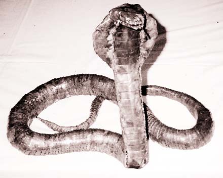 photo of cobra cobra sculpture