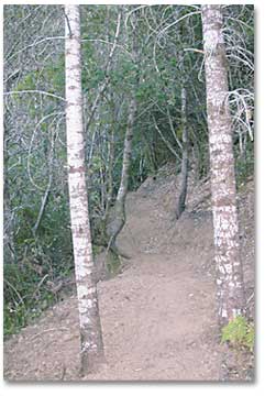 photo of the trail