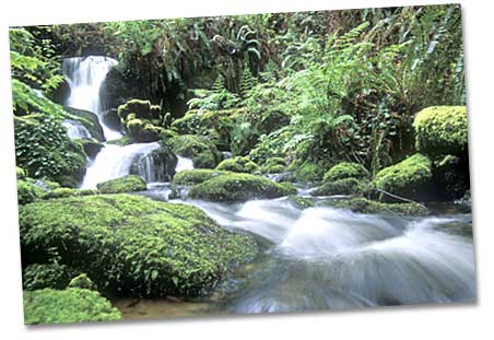 photo of waterfall and moss