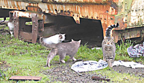 photo of Feral cats outside of the Buhne warehouse waiting to be fed. 