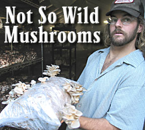 No so wild mushrooms head, photo of Michael Egan