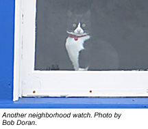 photo of cat watching out window Bob Doran