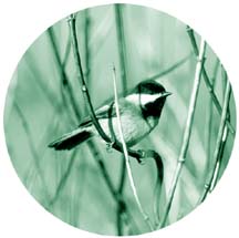 [chickadee perched on branches]
