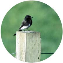 [black phoebe perched on fence]