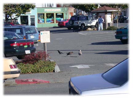 [crow and gulls in parking lot]