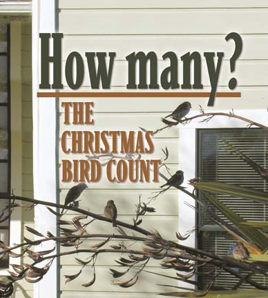 How many? The Christmas Bird Count [photo of birds on shrub outside house]