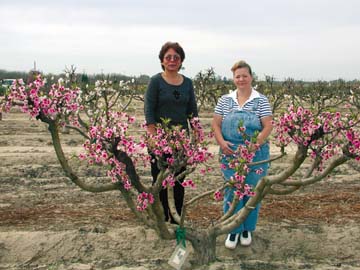 Photo of nectarine tree