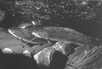 [steelhead in stream]