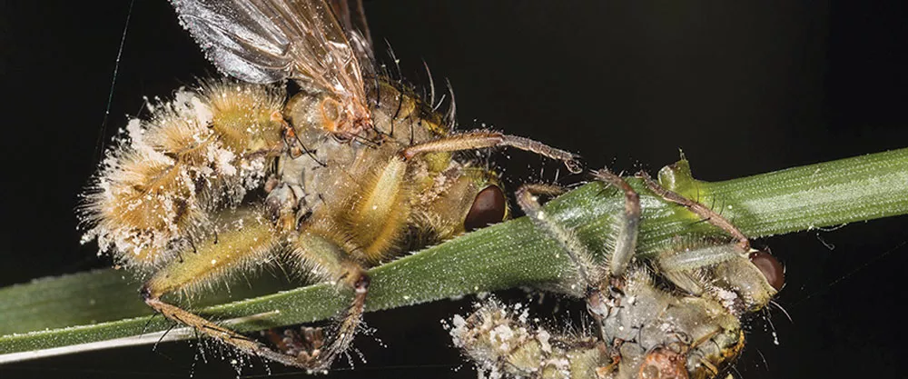 Zummeng Insect Zombies and Natural Born Killers