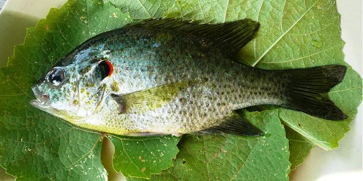 A Fish in Every Pan