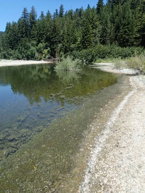 Environmental Health Officials Warn of Toxic Algae Blooms After Dog's Death - North Coast Journal